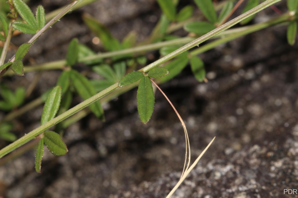 Cleome aspera J.Koenig ex DC.